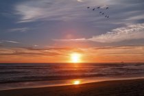 Cormorants fly along the shoreline during sunset; Gold Beach, Oregon, Estados Unidos da América — Fotografia de Stock