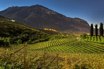 Rangées de vignes éclairées au clair de lune sur des collines vallonnées avec des montagnes en arrière-plan et un ciel bleu ; Calder, Bolzano, Italie — Photo de stock
