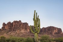Lost Dutchman State Park avec Superstition Mountain en arrière-plan, près d'Apache Junction ; Arizona, États-Unis d'Amérique — Photo de stock
