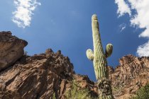 Saguaro Cactus (Carnegiea gigantea) in Lost Dutchman State Park, with Superstition Mountain in the background, near Apache Junction; Arizona, United States of America — Stock Photo