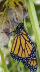 Monarch butterfly ( Danaus plexippus ) on a chrysalis shell; Ontario, Canada — Stock Photo