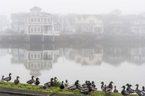 Mallards ( Anas platyrhynchos ) standing at the water's edge with mist over Mill Pond and houses along the shoreline; Astoria, Oregon, United States of America — Stock Photo