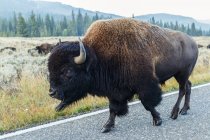 Buffalo walking on the road, Yellowstone National Park; Wyoming, United States of America — Stock Photo