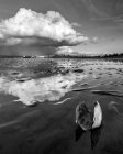 Uma concha de molusco aberta fica na costa com a nuvem refletida na areia molhada; Vancouver, British Columbia, Canadá — Fotografia de Stock