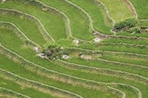 Terraços de arroz perto de Sapa; Lao Cai, Vietnã — Fotografia de Stock