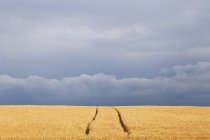 Поля пшениці і ферми треки транспортного засобу, з дощовими хмарами на горизонті; Джорджтаун, Онтаріо, Канада — стокове фото