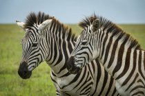 Primo piano di due zebre delle pianure (Equus quagga) affiancate, cratere Ngorongoro; Tanzania — Foto stock