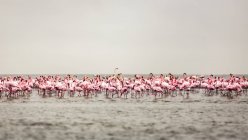 Um grande bando de flamingos em pé nas águas rasas da Baía de Walvis; Sossusvlei, região de Hardap, Namíbia — Fotografia de Stock