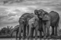 Elefantes africanos de Bush (Loxodonta africana) de pie junto al agua; Etiopía - foto de stock