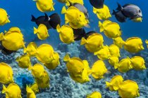 Tang jaune (Zebrasoma flavescens) avec quelques poissons chirurgiens bruns (Acanthurus nigrofuscus) et poissons chirurgiens ringtail (Acanthurus blochii) en bancs au large de la côte de Kona ; île d'Hawaï, Hawaï, États-Unis d'Amérique — Photo de stock
