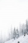 A steep, snow covered slope in the mountains with snow blowing and snow covered trees, Tahoe — Stock Photo