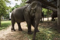 Elefante en Elephant Village; Luang Prabang, Laos - foto de stock