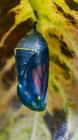 Papillon monarque (Danaus plexippus) suspendu à une plante au stade de chrysalide ; Ontario, Canada — Photo de stock