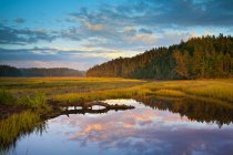 Береговое соленое болото на закате осени, залив Чигнетто, Уайлдернесс Равен Хед; Нова Скотия, Канада — стоковое фото
