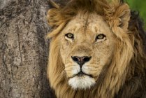 Nahaufnahme eines männlichen Löwen (Panthera leo) neben einem zerkratzten Baum, Serengeti-Nationalpark; Tansania — Stockfoto