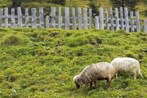 Sheep grazing in a mountain pasture with a wooden fence; San Candido, Bolzano, Italy — Stock Photo