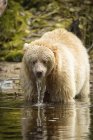 Медвежонок Кермод (Ursus americanus kermodei), также известный как медведь-призрак, стоящий в воде с водой, стекающей с его меха — стоковое фото