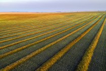 Aerial view of canola harvest lines glowing at sunset; Blackie, Alberta, Canada — Stock Photo
