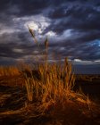 Sonnenlicht erhellt die hohen Gräser auf den Sanddünen der Wüste unter dunklen Wolken; sossusvlei, Hardap Region, namibia — Stockfoto