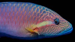 The vivid colors of a Ringtail Wrasse (Oxycheilinus unifasciatus) viewed in the Pacific Ocean off the coast of Kona; Island of Hawaii, Hawaii, United States of America — Stock Photo