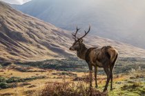 Veado Vermelho (Cervus Elaphus) de pé orgulhoso em um vale escocês; Escócia — Fotografia de Stock