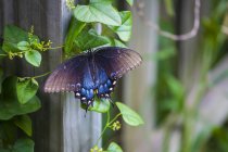 Синяя бабочка на лозе, растущей вдоль столба забора; Уэйко, Техас, Соединенные Штаты Америки — стоковое фото