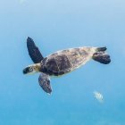 Зелений Приморська морська черепаха (Chelonia mydas) дайвінг після маючи дихала поверхні офшорних великий острів попереднього; Острів Гаваях, Гаваї, США — стокове фото