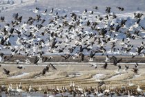 Oche da neve (Anser caerulescens) migrazione, Lower Klamath National Wildlife Refuge; California, Stati Uniti d'America — Foto stock