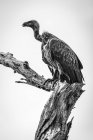 Monochrome white-backed vulture ( Gyps africanus ) on dead tree stump, Tarangire National Park; Tanzania — Stock Photo