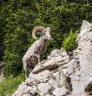 A Bighorn Sheep (Ovis canhensis) in Yellowstone National Park; Wyoming, United States of America — стоковое фото