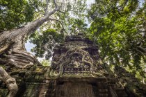 Raízes de uma árvore de algodão de seda (Ceiba pentadra) crescendo sobre as ruínas de Ta Prohm; Angkor, Siem Reap, Camboja — Fotografia de Stock