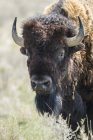 Close-up de um bisão (bisão bisão) olhando para a câmera, Parque Nacional de Gramados; Saskatchewan, Canadá — Fotografia de Stock