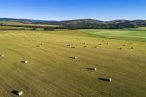 Aerial view of hale bales in a cut field with rolling hills and blue sky, West of High River; Alberta, Canada — Stock Photo