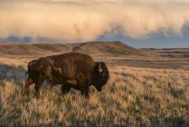 Bison (bison bison) broutant au coucher du soleil, parc national des Prairies ; Saskatchewan, Canada — Photo de stock