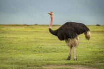 Male ostrich ( Struthio camelus ) looks at camera on grassland; Tanzania — Stock Photo
