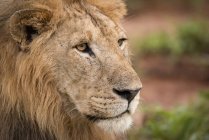 Крупный план рубцовой головы льва (Panthera leo), национальный парк Таранжире; Танзания — стоковое фото