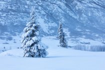 A single spruce tree covered in fresh snow stands in front of a mountainside blanketed in white snow, Turnagain Pass, Kenai Peninsula, South-central Alaska; Alaska, United States of America — Stock Photo