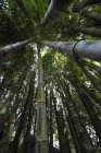 Bambus, Senetoui-Plantage, Bolaven-Hochebene; Champasak, Laos — Stockfoto