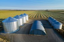 Vista aerea di quattro grandi bidoni di grano metallico e linee di raccolta della colza all'alba con lunghe ombre; Alberta, Canada — Foto stock