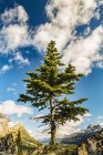 Un albero solitario di conifere cresce lungo una cresta rocciosa nelle Montagne Rocciose, Banff National Park; Alberta, Canada — Foto stock