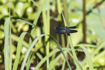 Libelle auf Pflanze, Beng Meala; siem ernten, Kambodscha — Stockfoto