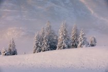 Des épinettes recouvertes de neige fraîche avec du brouillard et des nuages bas obscurcissant la forêt de bouleaux recouverte de neige en arrière-plan, les flancs de montagne du col Turnagain baignés de lumière chaude, péninsule de Kenai, centre-sud de l'Alaska ; Alaska — Photo de stock