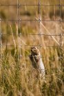 Arctic Ground Squirrel ( Spermophilus parryii ) behind a fence in a field looking through the grid to the other side; Yukon, Canada — Stock Photo