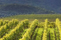 Rows of grapevines on a hill with vineyards and rolling hills in the background; Calder, Bolzano, Italy — Stock Photo