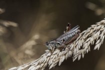 Une sauterelle à cornes courtes saute sur l'herbe ; Astoria, Oregon, États-Unis d'Amérique — Photo de stock
