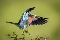 Lilac-breasted roller ( Coracias caudatus ) lands on branch carrying grasshopper, Serengeti National Park,; Tanzania — Stock Photo