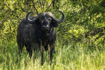 Cape buffalo ( Syncerus caffer ) facing camera from leafy bushes, Serengeti National Park; Tanzania — Stock Photo