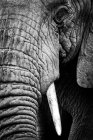 Un elefante africano (Loxodonta africana) fissa la macchina fotografica, mostrando la sua pelle rugosa, lungo tronco e occhio sinistro e zanna, cratere Ngorongoro; Tanzania — Foto stock