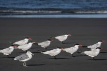 Um bando de Terns Cáspio (Hydroprogne caspia) e uma gaivota relaxa na praia; Ilwaco, Washington, Estados Unidos da América — Fotografia de Stock