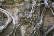 Prasat Chrey (Structure N18) englouti par les racines d'un figuier à Prasat Sambor, le Groupe Nord, Sambor Prei Kuk ; Kompong Thom, Cambodge — Photo de stock